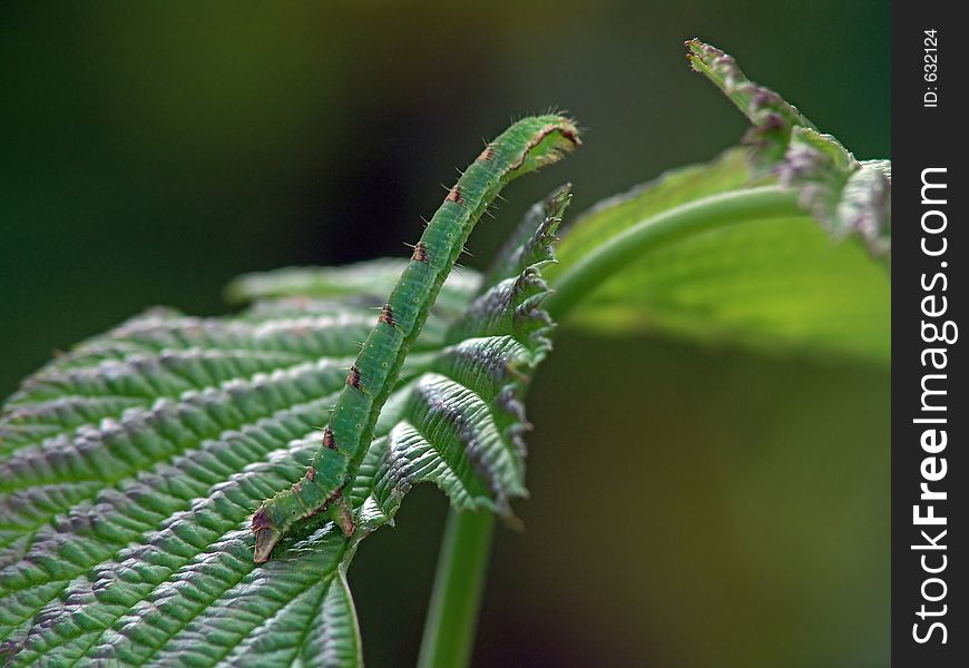 Caterpillar of butterfly Mesoleuca albicillata.