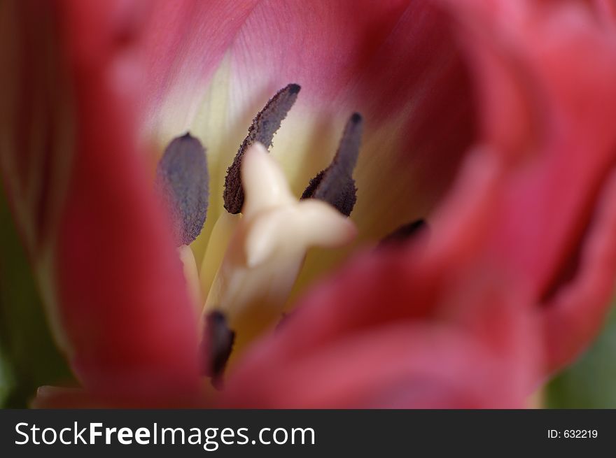 Macro foto of the inside of a red tulip