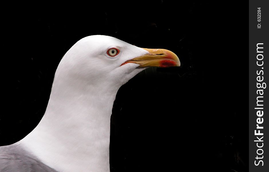 Gull isolated in a black background