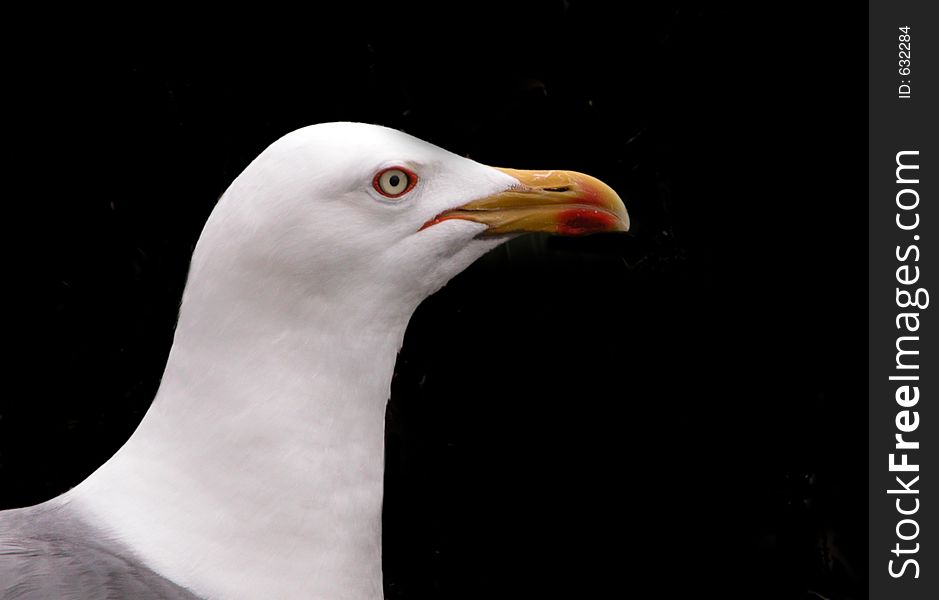 Gull