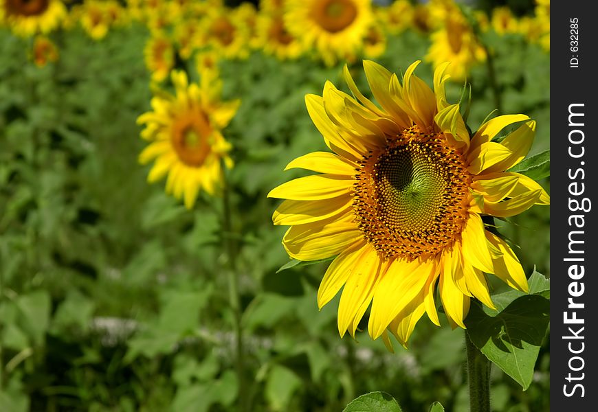 Field of Sunflowers