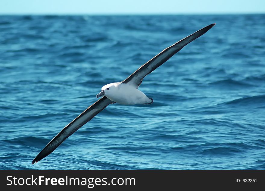 Seagull migrating alone. Seagull migrating alone.