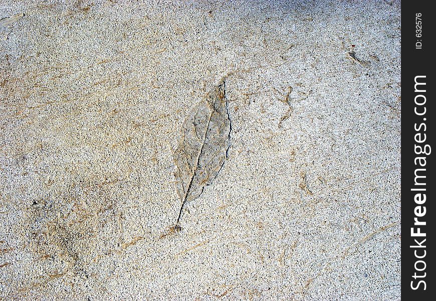 Leaf imprint in concrete walkway