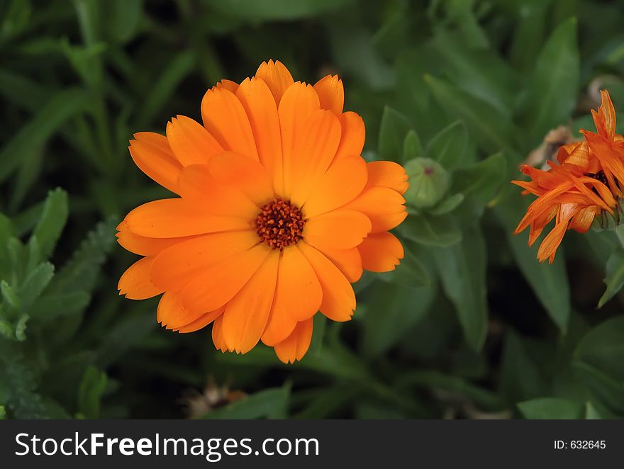 Colorful orange flower. Colorful orange flower.