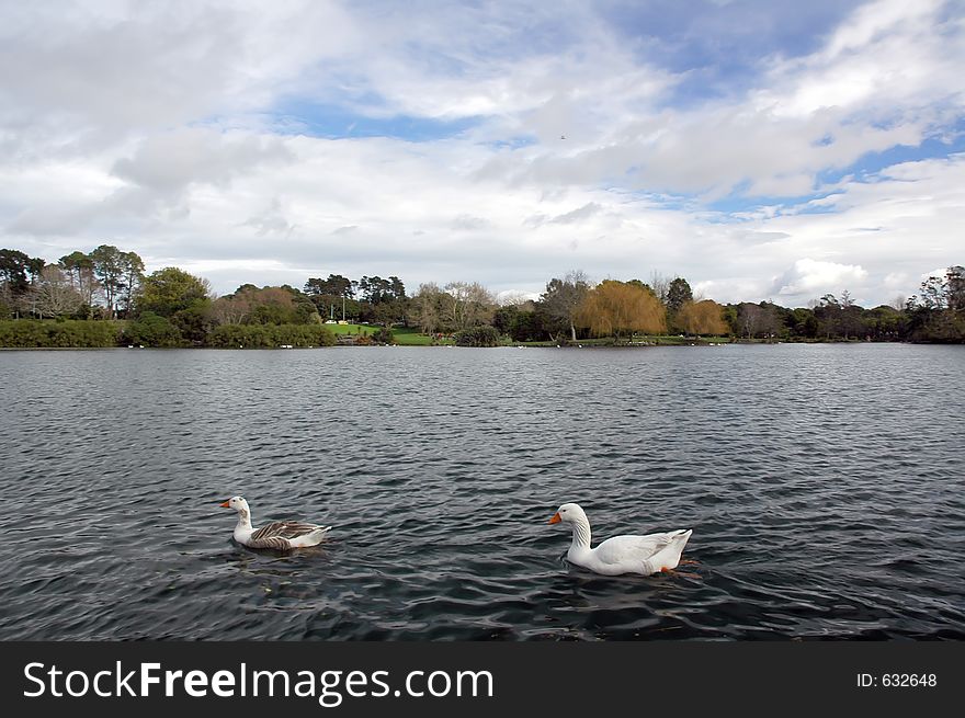 Two geese swimming in a beauty lake. Two geese swimming in a beauty lake.