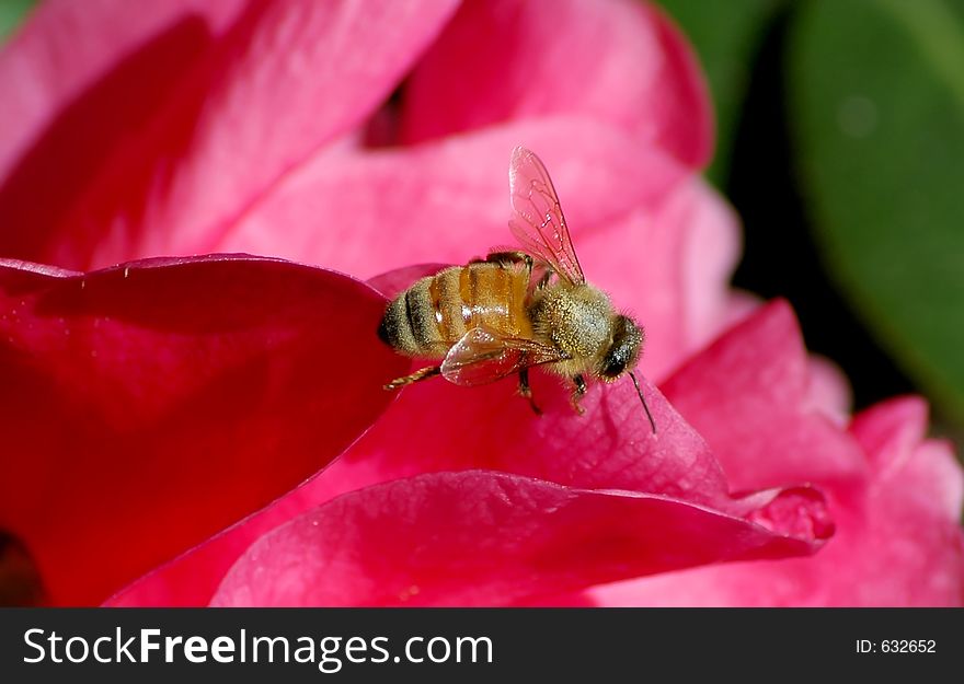 Starving bee looking around the flowers.