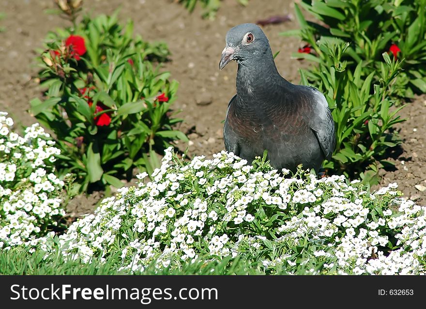 Lonely pigeon walking around some flowers. Lonely pigeon walking around some flowers.