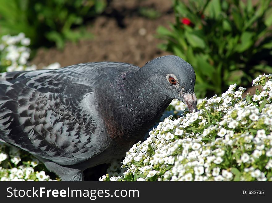 Lonely pigeon eating some flowers.