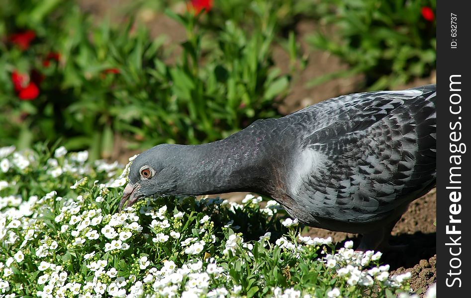 Lonely and beautiful pigeon eating some flowers. Lonely and beautiful pigeon eating some flowers.