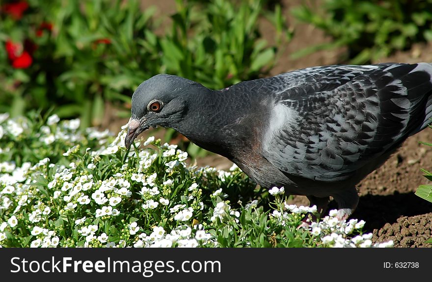 Pigeon eating some flowers in beautiful garden. Pigeon eating some flowers in beautiful garden.