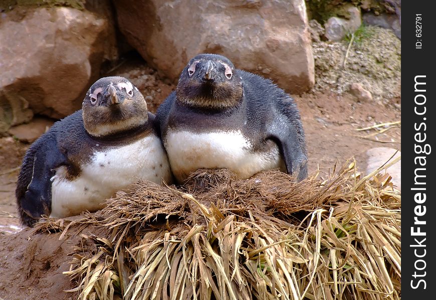 Two penguins looking very cosy and sleepy. Two penguins looking very cosy and sleepy