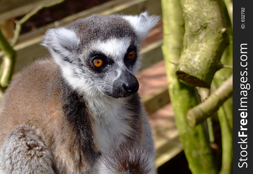 Close up of ring tailed lemur