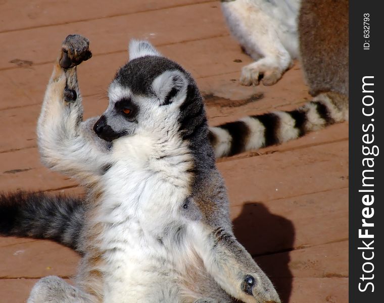 Ring tailed lemur striking a pose. Ring tailed lemur striking a pose