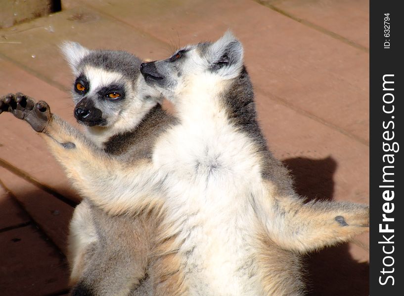 Did you here about ...Lemur telling tales !. Did you here about ...Lemur telling tales !