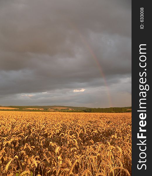 A rainbow over a field of crops