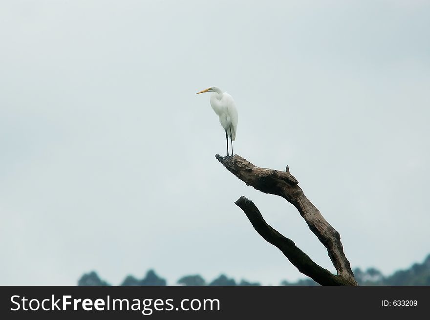 A solitary heron