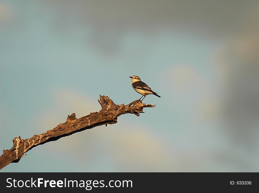 Bird in the tree