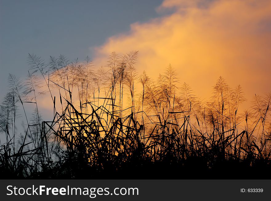 A grass and clouds