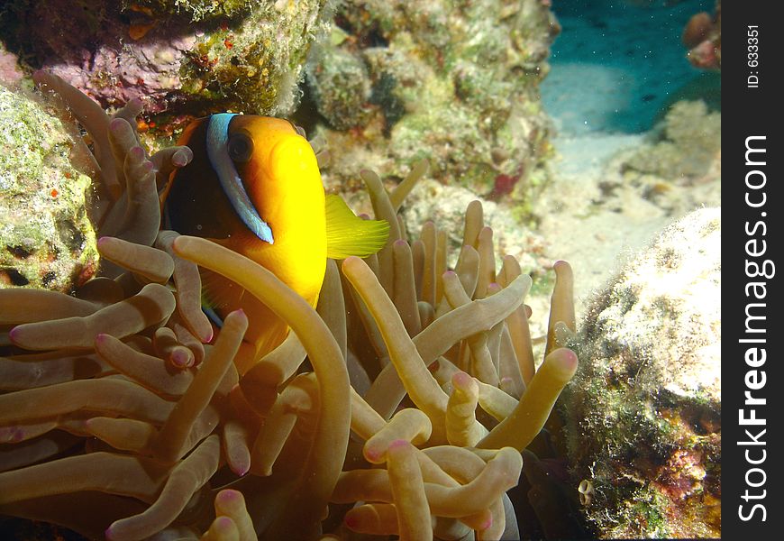 A clown fish in its home anemone, a closer look. Picture taken in the red sea.