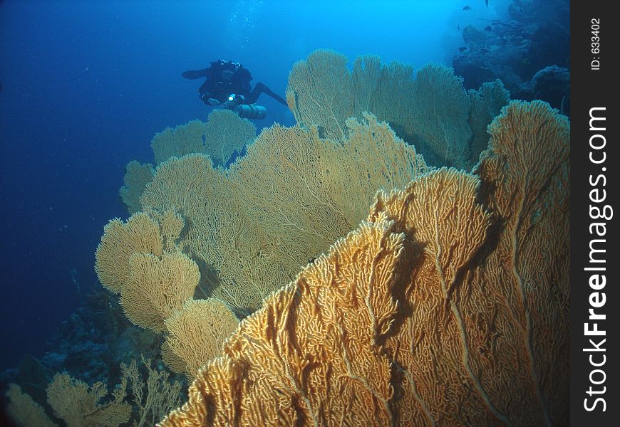 A huge gorgonia (fan corals) garden and a diver above it. A huge gorgonia (fan corals) garden and a diver above it.
