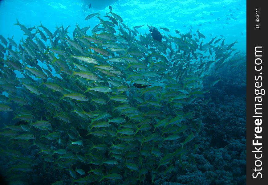 A large group of goatfishes, quite regularry met on so called aquarium, abu ramada.