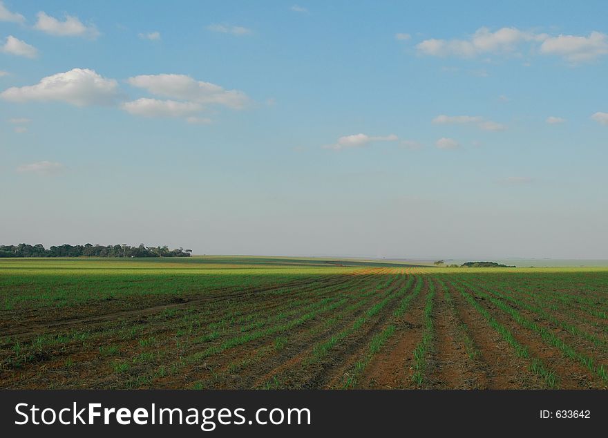 A corn plantation