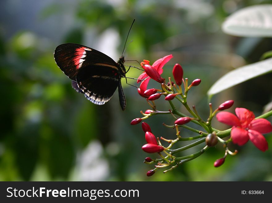 Red and black butterfly resting on red flower. Red and black butterfly resting on red flower