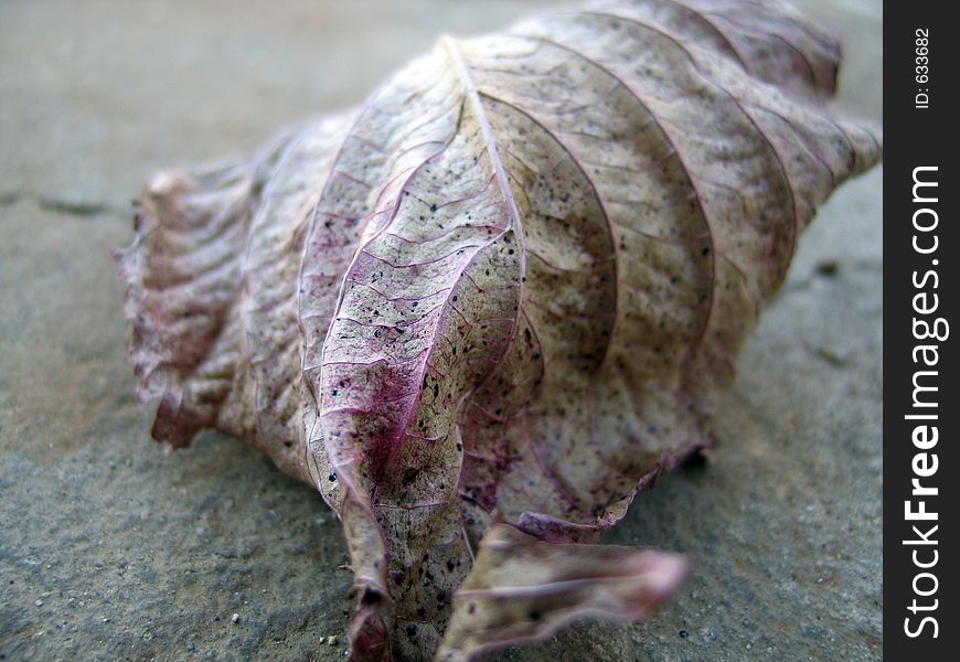 Autumn leaf. Autumn leaf