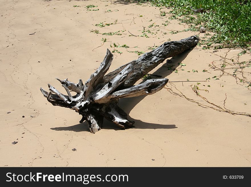 Dead tree washed up ashore. Dead tree washed up ashore..