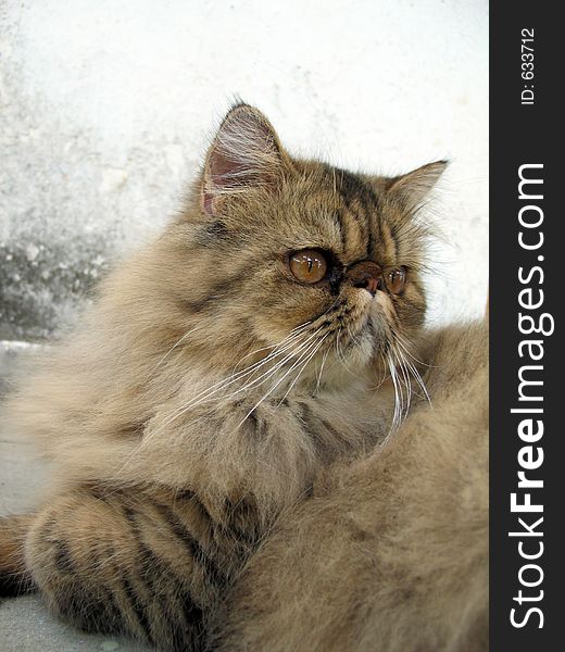 Brow tabby persian cat. Brow tabby persian cat