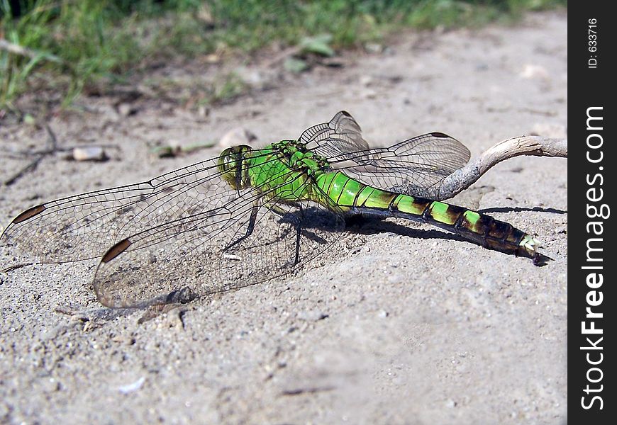 Green dragonfly sunning on a path