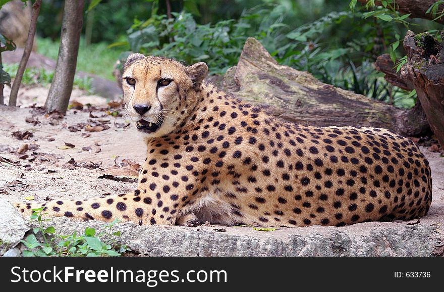 Cheetah, world fastest animal on land.
