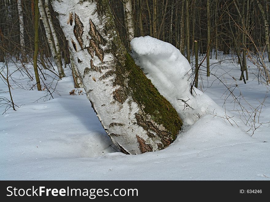 The photo is made in the city of Moscow (Russia) in wood park Kuzminki. First attributes of spring. Original date/time: 2006:03:28 10:45:39.