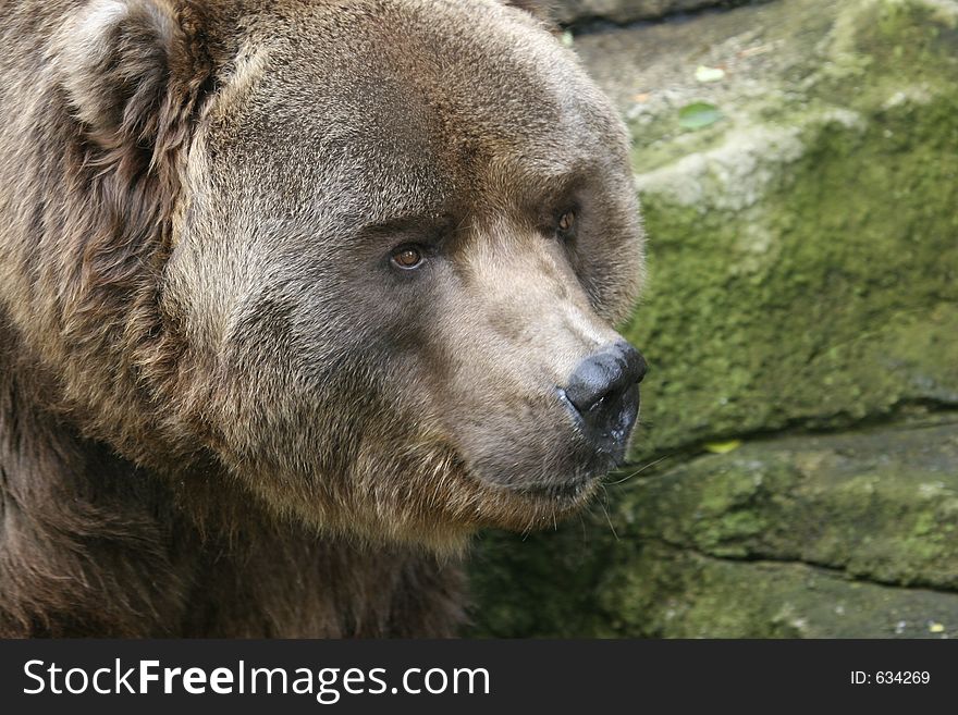 Brown Bear at the Pittsburgh Zoo