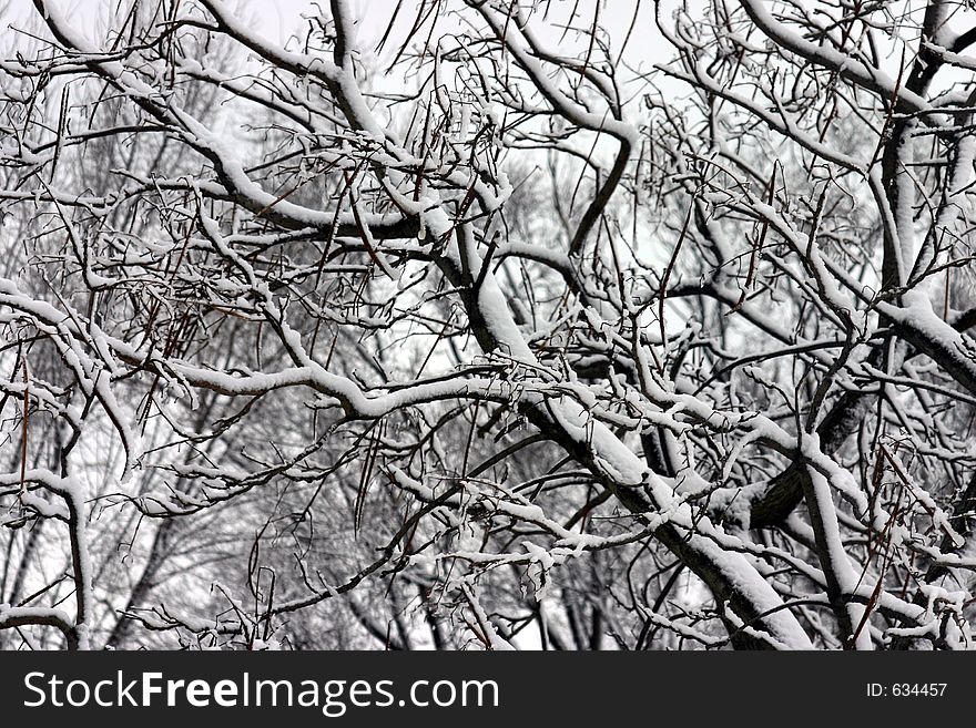 Looking up into the snow covered trees tells us winter has not left. Looking up into the snow covered trees tells us winter has not left