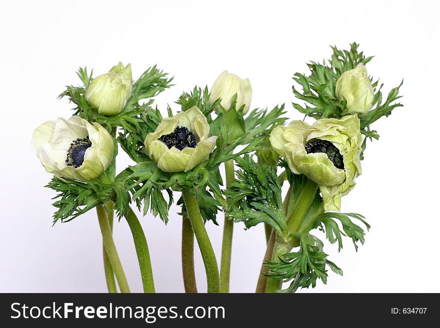 White Anemones