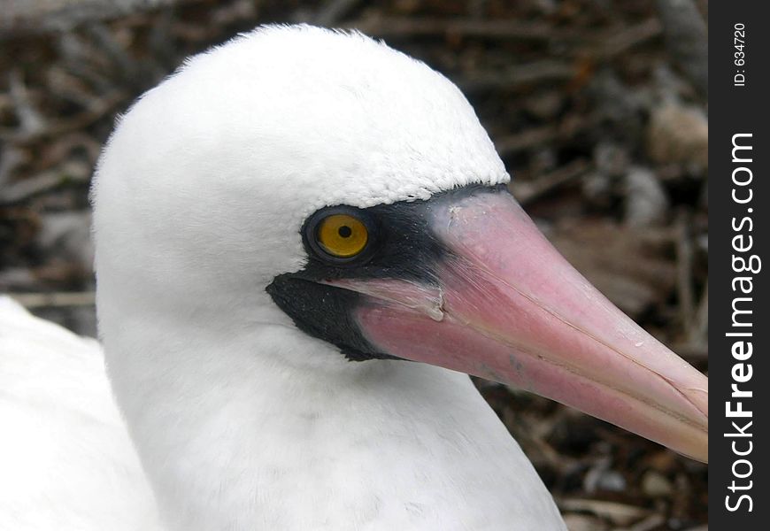 Close up of face of Booby. Close up of face of Booby.