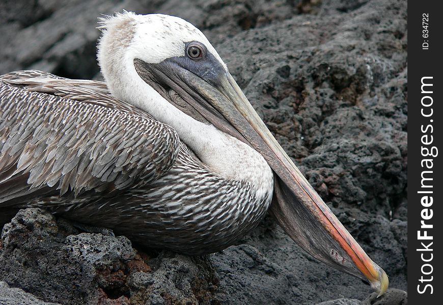 Galapagos Pelican at rest.