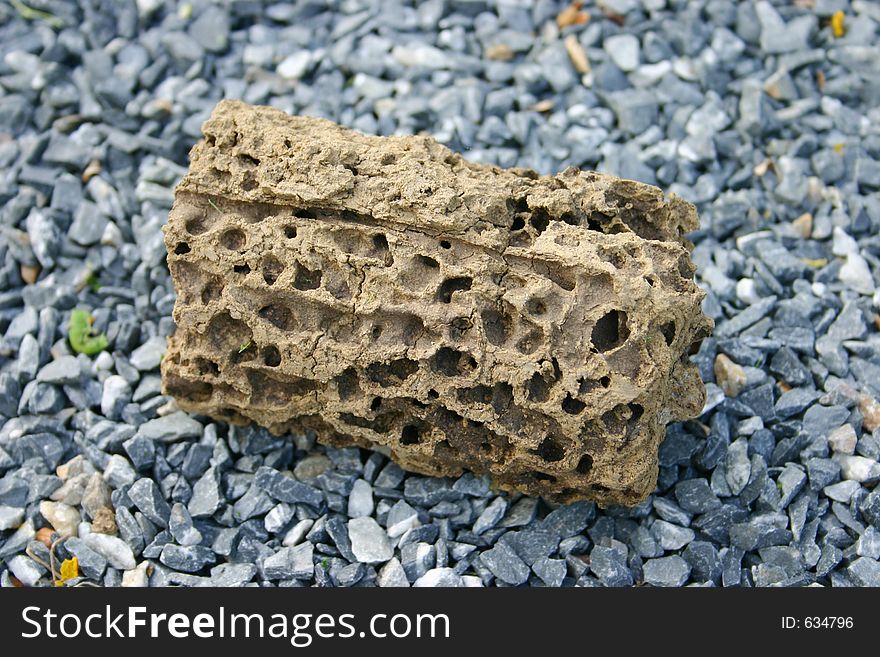 Insect hive on the ground.