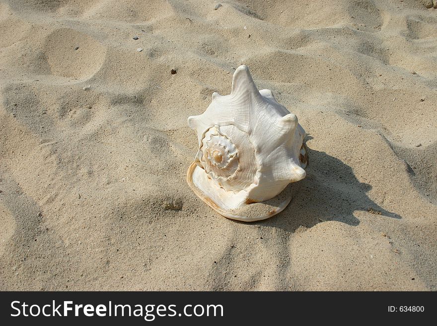 Big shell on the sand. Big shell on the sand.