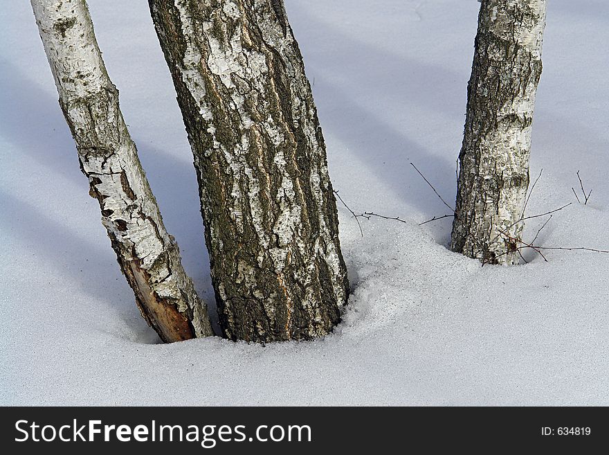 The photo is made in the city of Moscow (Russia) in wood park Kuzminki. First attributes of spring. Original date/time: 2006:03:28 11:10:06.