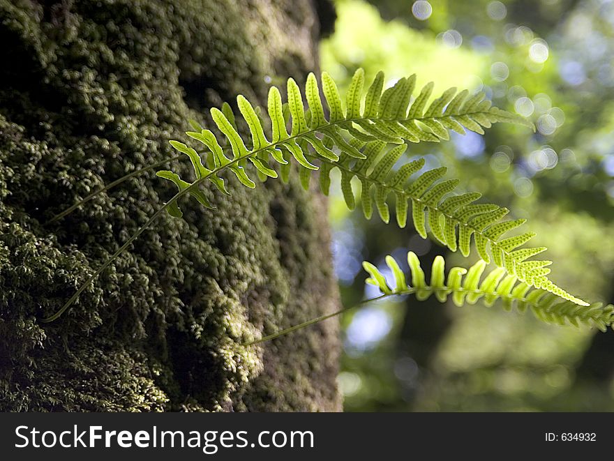 Fern fronds growing out of a tree bark, backlit in woodland shade