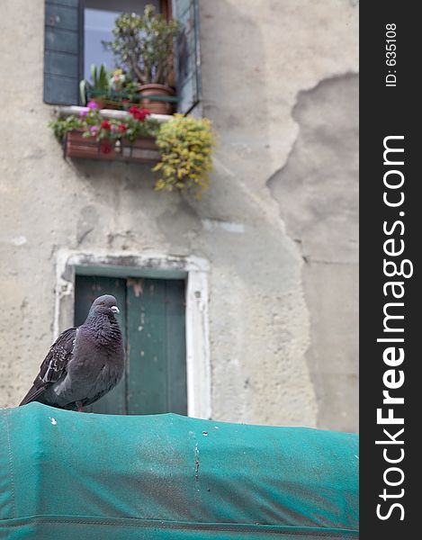 Dove on a roof