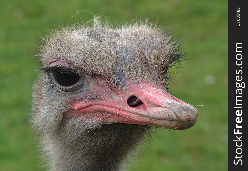 Close up of ostrich. Close up of ostrich.