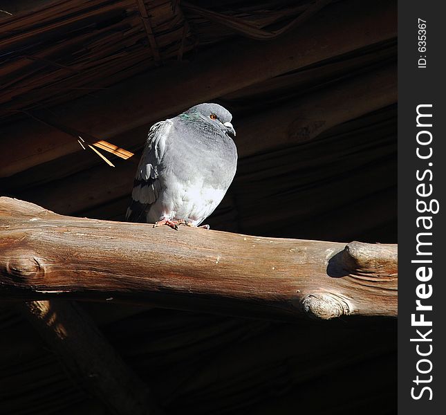 Pigeon bathing in sunlight