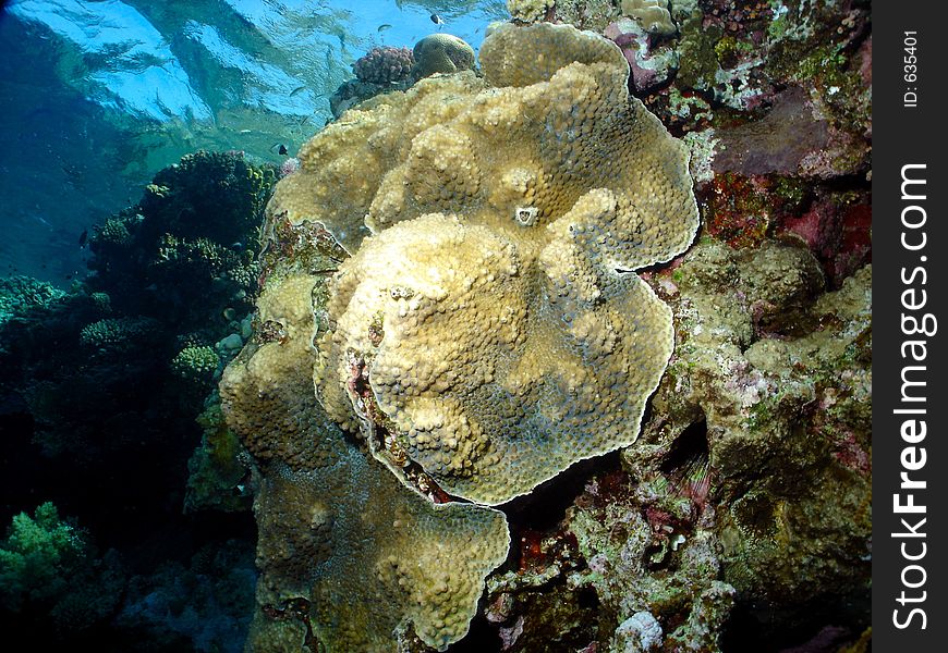 The reef was dominated by a huge hard coral in this place, thanks to the shallow water here the sun made an iteresting pattern on its's surface.