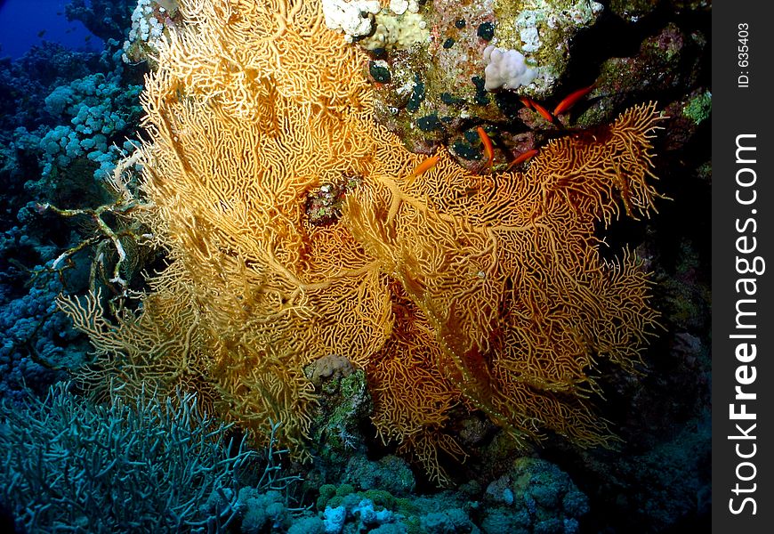 A gorgonia (sea fan) in the middle of a reef column.