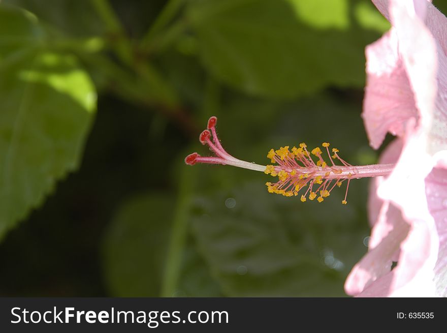 Pink Flower 1