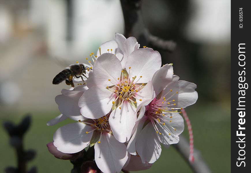 Flower on tree with bee. Flower on tree with bee