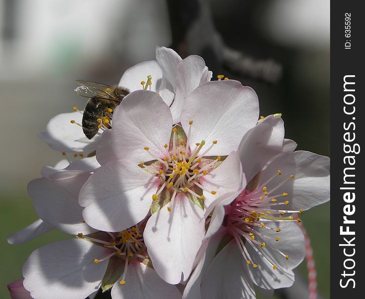 Blossom With A Bee